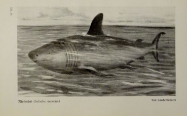 1926 - Riesenhai / Sägefisch, Spöke - alter Druck